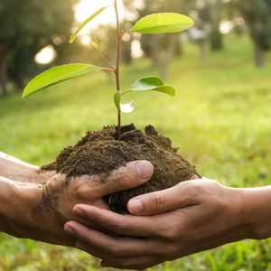 EARTH DAY: Plant 3 Million Trees FREE SEED PACKETS