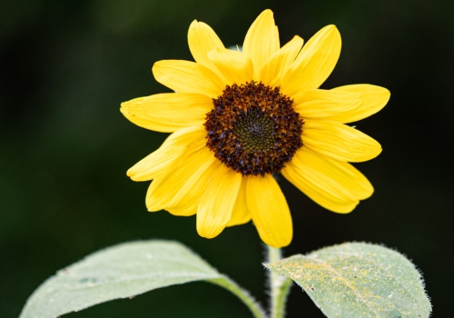 The SPACE Report - Fall 2025 Edition