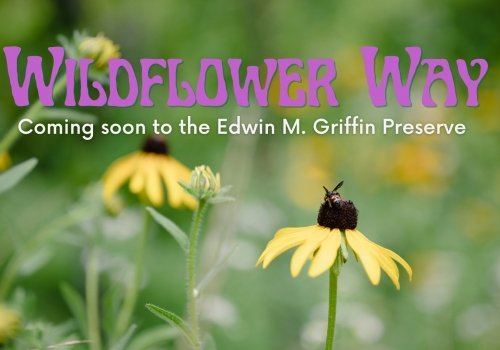 Wildflower Way Coming Soon to the Edwin M Griffin Preserve